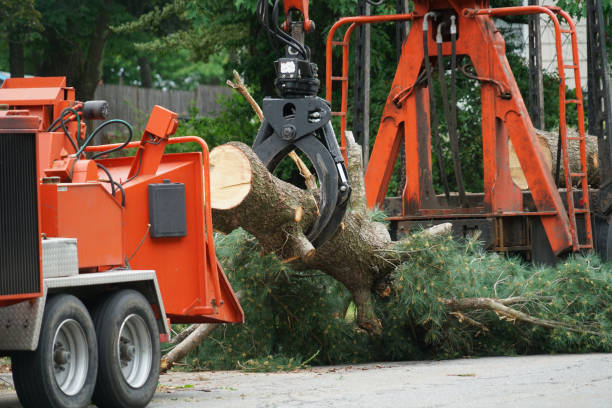 How Our Tree Care Process Works  in  Eufaula, OK